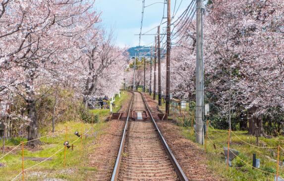 日本留学