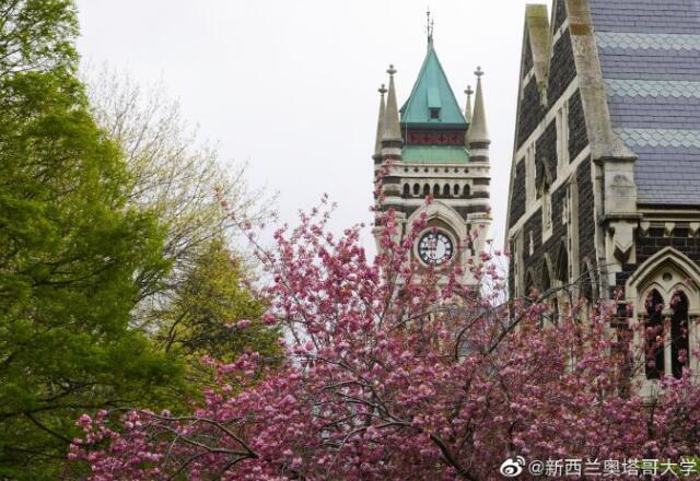 奥塔哥大学